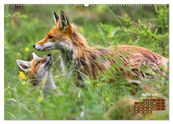Produktbild: Tiere in freier Wildbahn by VogtArt (hochwertiger Premium Wandkalender 2026 DIN A2 quer), Kunstdruck in Hochglanz
