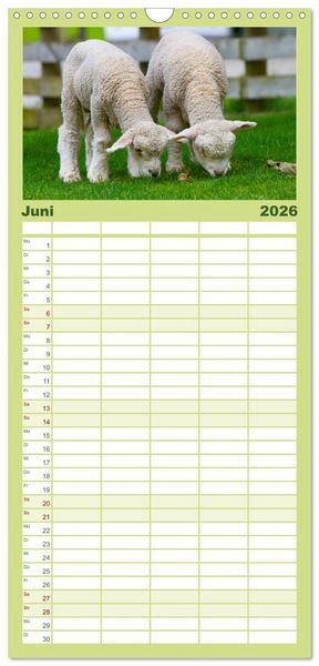 Produktbild: Familienplaner 2026 - Schafe mit 5 Spalten (Wandkalender, 21 x 45 cm) CALVENDO