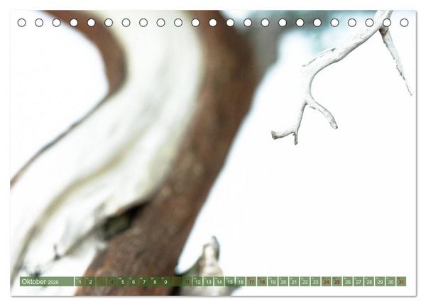 Produktbild: Bonsai ganz nah (Tischkalender 2026 DIN A5 quer), CALVENDO Monatskalender