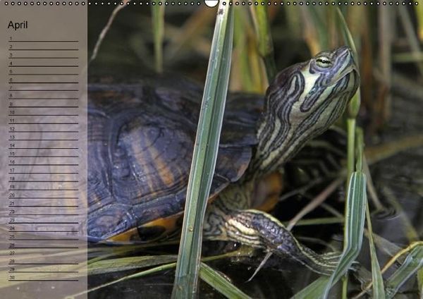 Produktbild: Schildkr&ouml;ten Geburtstagskalender (Wandkalender immerw&auml;hrend DIN A2 quer)