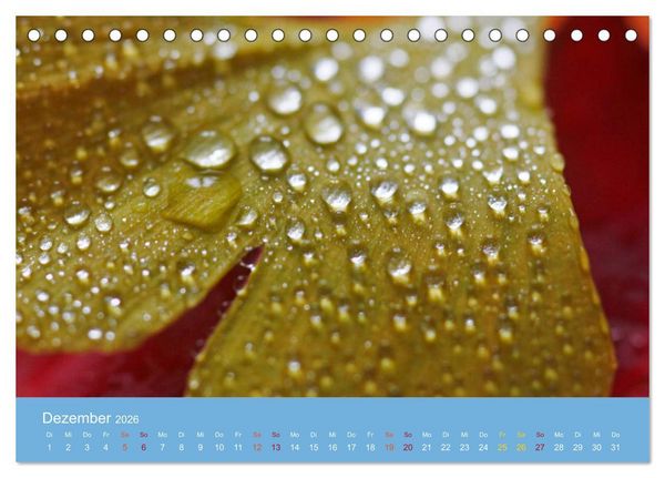 Produktbild: Geliebter Ginkgo (Tischkalender 2026 DIN A5 quer), CALVENDO Monatskalender