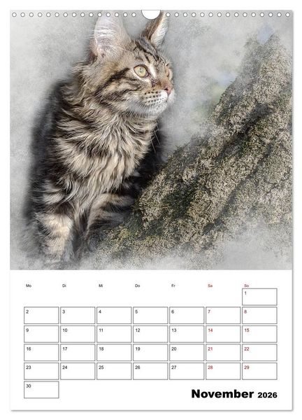Produktbild: Maine Coon Katzen (Wandkalender 2026 DIN A3 hoch), CALVENDO Monatskalender