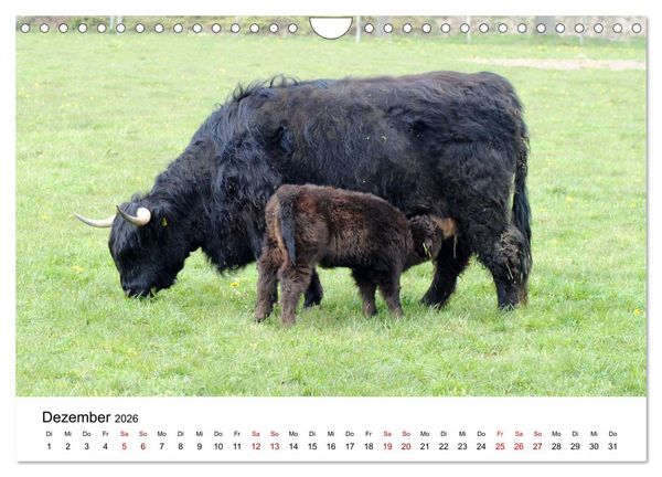 Produktbild: Die Schottischen Hochlandrinder und ihr Nachwuchs (Wandkalender 2026 DIN A4 quer), CALVENDO Monatskalender