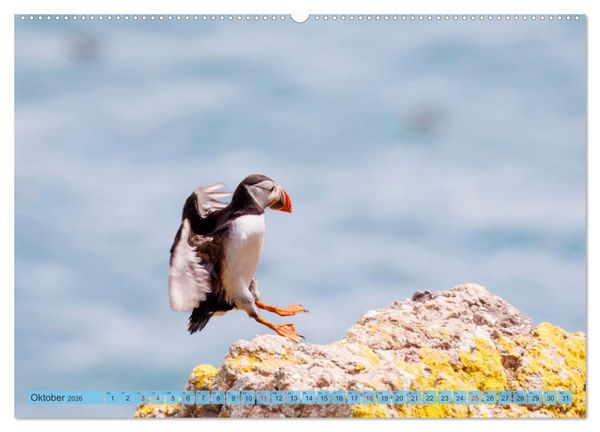 Produktbild: Papageientaucher - Farbenfrohe Flieger der Natur (Wandkalender 2026 DIN A2 quer), CALVENDO Monatskalender