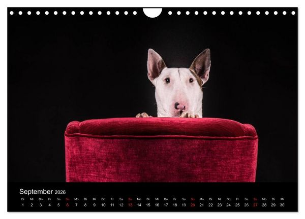 Produktbild: Bullterrier (Wandkalender 2026 DIN A4 quer), CALVENDO Monatskalender