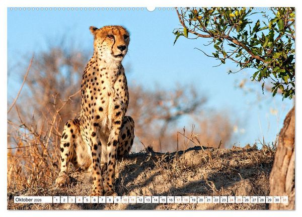 Produktbild: S&uuml;dafrikas wilde Katzen (hochwertiger Premium Wandkalender 2026 DIN A2 quer), Kunstdruck in Hochglanz
