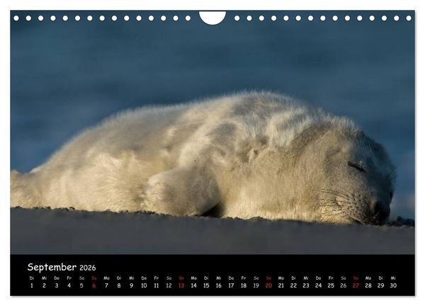 Produktbild: Robben auf Helgoland 2026 (Wandkalender 2026 DIN A4 quer), CALVENDO Monatskalender