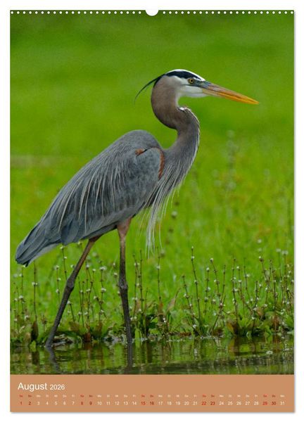 Produktbild: V&ouml;gel Costa Ricas (hochwertiger Premium Wandkalender 2026 DIN A2 hoch), Kunstdruck in Hochglanz