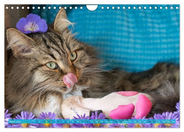 Produktbild: Maui und Molokai - Sibirische Katzenschwestern (Wandkalender 2026 DIN A4 quer), CALVENDO Monatskalender