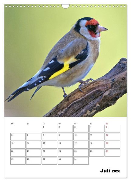 Produktbild: Bezaubernde V&ouml;gel im heimischen Garten (Wandkalender 2026 DIN A3 hoch), CALVENDO Monatskalender