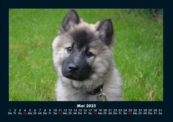 Produktbild: Welpen 2025 Fotokalender DIN A4