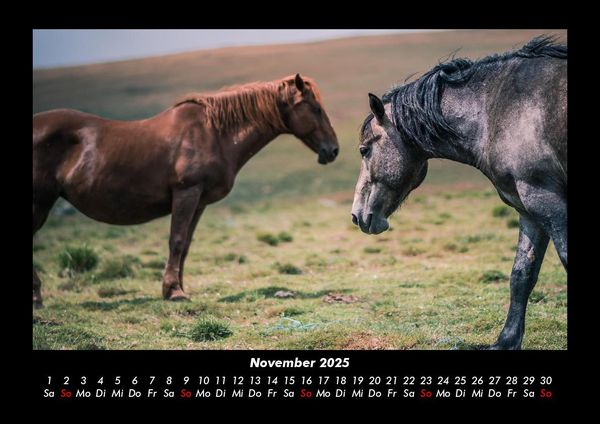 Produktbild: Pferdetraum 2025 Fotokalender DIN A3