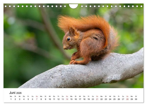 Produktbild: Eichh&ouml;rnchen - Kleine Kobolde im Roten Pelz (Wandkalender 2026 DIN A4 quer), CALVENDO Monatskalender