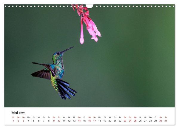 Produktbild: Kolibris - Flugk&uuml;nstler im Regenwald (Wandkalender 2026 DIN A3 quer), CALVENDO Monatskalender