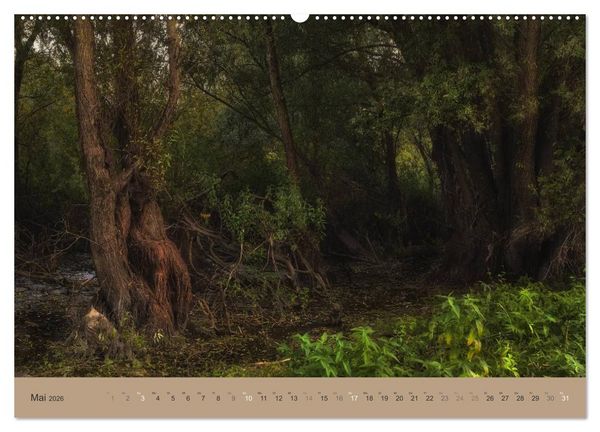 Produktbild: Unser Wald - Magische Sichten in norddeutsche W&auml;lder (hochwertiger Premium Wandkalender 2026 DIN A2 quer), Kunstdruck in Hochglanz