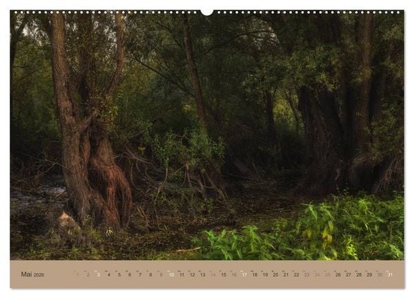 Produktbild: Unser Wald - Magische Sichten in norddeutsche W&auml;lder (Wandkalender 2026 DIN A2 quer), CALVENDO Monatskalender