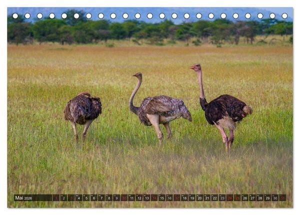 Produktbild: Abenteuer Tansania, Afrika (Tischkalender 2026 DIN A5 quer), CALVENDO Monatskalender