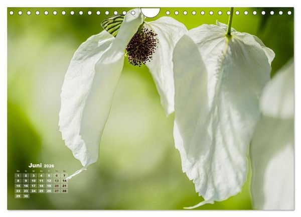 Produktbild: Fr&uuml;hlingstr&auml;ume in Wei&szlig; (Wandkalender 2026 DIN A4 quer), CALVENDO Monatskalender