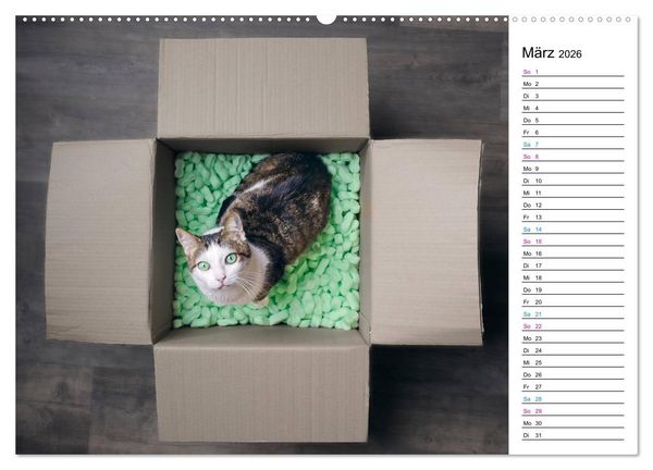Produktbild: Karton Katzen (Wandkalender 2026 DIN A2 quer), CALVENDO Monatskalender
