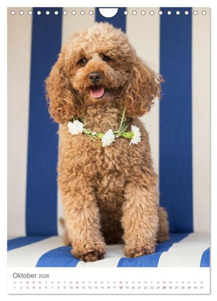 Produktbild: Maltipoo - Malteser - Pudel 2026 (Wandkalender 2026 DIN A4 hoch), CALVENDO Monatskalender