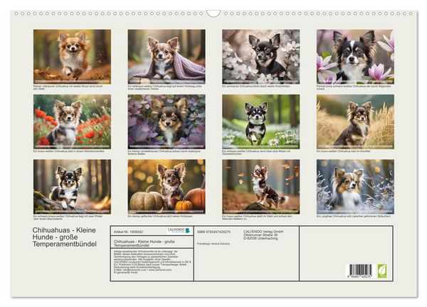 Produktbild: Chihuahuas - Kleine Hunde - gro&szlig;e Temperamentb&uuml;ndel (Wandkalender 2026 DIN A2 quer), CALVENDO Monatskalender