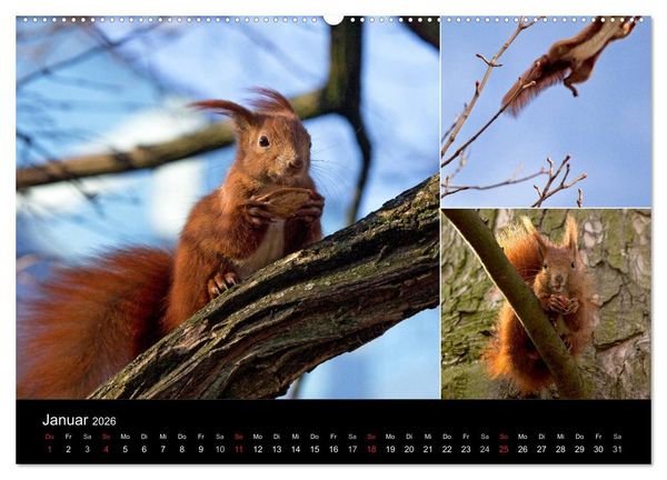 Produktbild: Wilde Eichh&ouml;rnchenwelt! (hochwertiger Premium Wandkalender 2026 DIN A2 quer), Kunstdruck in Hochglanz