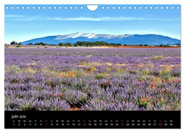Produktbild: Lavande, l'or bleu de Provence (Calendrier mural 2026 DIN A4 vertical), CALVENDO calendrier mensuel