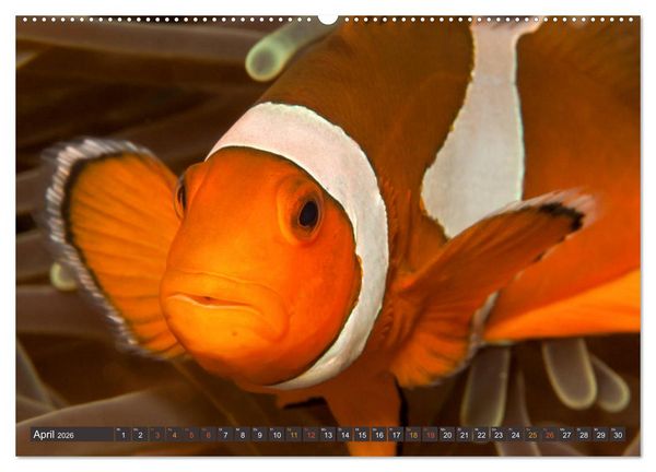 Produktbild: Tauchen, Fische und Meer (hochwertiger Premium Wandkalender 2026 DIN A2 quer), Kunstdruck in Hochglanz