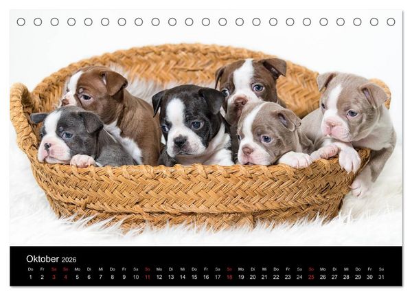 Produktbild: Colored Boston Terrier 2026 (Tischkalender 2026 DIN A5 quer), CALVENDO Monatskalender