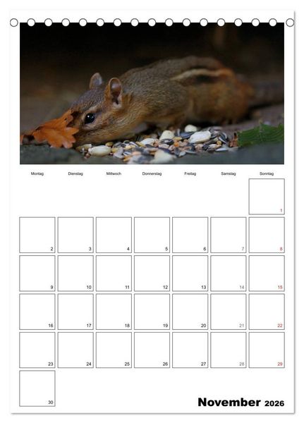 Produktbild: Streifenh&ouml;rnchen - neugierige Nager (Tischkalender 2026 DIN A5 hoch), CALVENDO Monatskalender