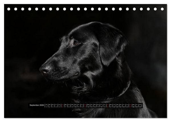 Produktbild: Flatcoated Retriever Black Edition (Tischkalender 2026 DIN A5 quer), CALVENDO Monatskalender