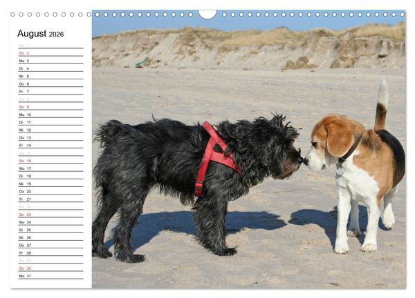 Produktbild: DER BEAGLEige TERMINPLANER (Wandkalender 2026 DIN A3 quer), CALVENDO Monatskalender