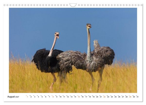 Produktbild: Afrika Wildlife-Fotografien (Wandkalender 2027 DIN A3 quer), CALVENDO Monatskalender