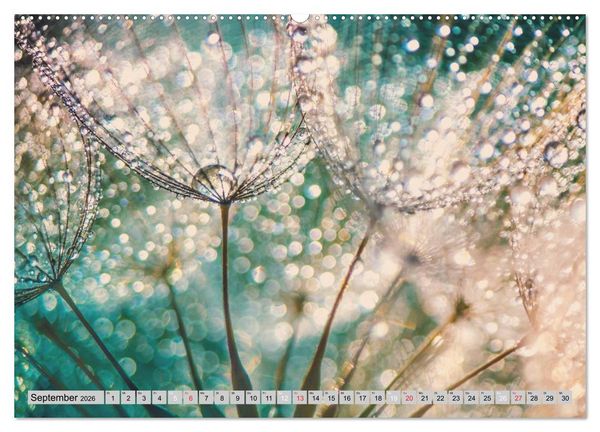 Produktbild: PusteblumenZauber (hochwertiger Premium Wandkalender 2026 DIN A2 quer), Kunstdruck in Hochglanz