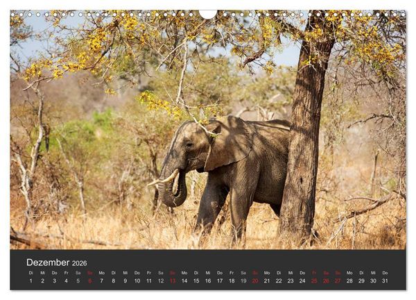 Produktbild: Elefanten - Graue Riesen (Wandkalender 2026 DIN A3 quer), CALVENDO Monatskalender