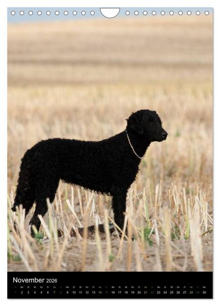 Produktbild: Curly Coated Retriever 2026 (Wandkalender 2026 DIN A4 hoch), CALVENDO Monatskalender