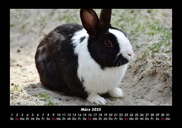 Produktbild: Haustierkalender 2025 Fotokalender DIN A3