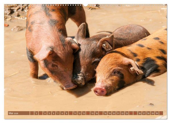 Produktbild: Gl&uuml;ckliche Schweine Berkshire-Iberico Ferkel (Wandkalender 2026 DIN A2 quer), CALVENDO Monatskalender