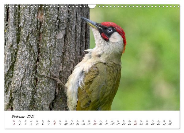 Produktbild: Heimische Vogelwelt (Wandkalender 2026 DIN A3 quer), CALVENDO Monatskalender