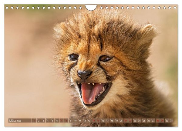 Produktbild: Afrikas Tierwelt - Geparde (Wandkalender 2026 DIN A4 quer), CALVENDO Monatskalender