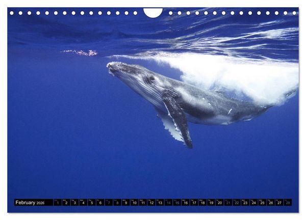 Produktbild: A Whale of a Year (Wall Calendar 2026 DIN A4 landscape), CALVENDO 12 Month Wall Calendar