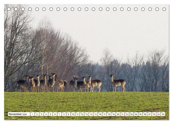 Produktbild: Colditz und Umgebung (Tischkalender 2026 DIN A5 quer), CALVENDO Monatskalender