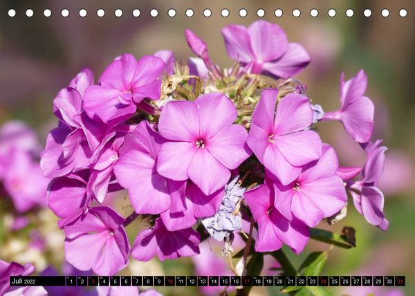 Produktbild: Fr&uuml;hling und Sommer (Tischkalender 2022 DIN A5 quer)
