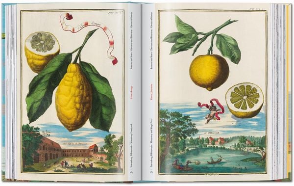 Produktbild: J. C. Volkamer. The Book of Citrus Fruits. 45th Ed.