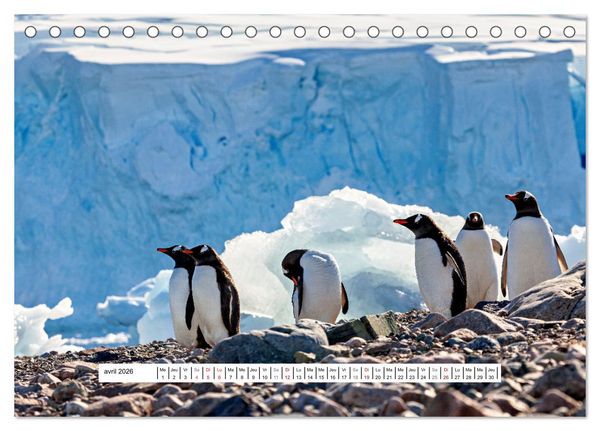 Produktbild: L'Antarctique magique (Calendrier de bureau 2026 DIN A5 vertical), CALVENDO calendrier mensuel