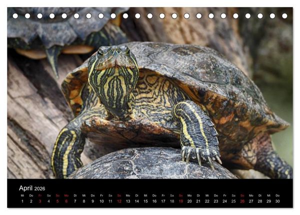 Produktbild: Wasserschildkr&ouml;ten (Tischkalender 2026 DIN A5 quer), CALVENDO Monatskalender