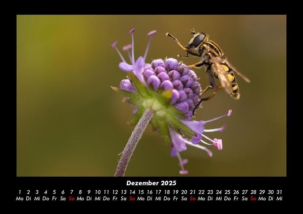Produktbild: Bienen 2025 Fotokalender DIN A3