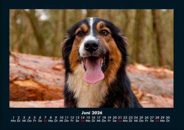 Produktbild: Der Hundekalender 2026 Fotokalender DIN A4