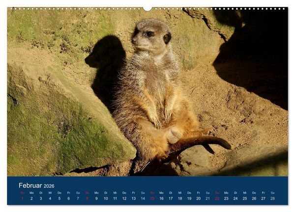 Produktbild: Erdm&auml;nnchen - Zusammen sind wir stark (Wandkalender 2026 DIN A2 quer), CALVENDO Monatskalender