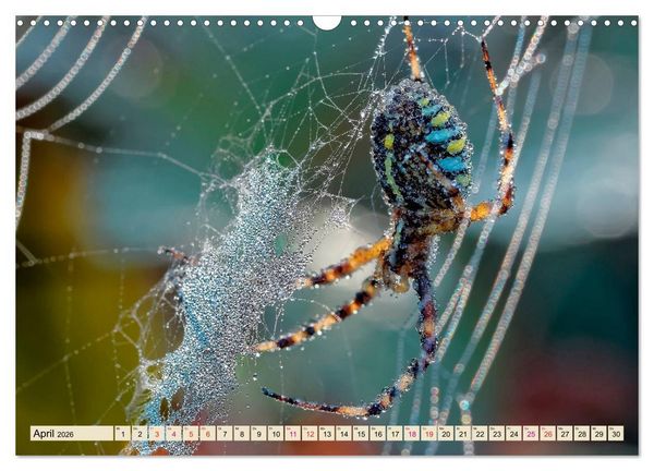 Produktbild: Spinnennetze - Wunder der Natur (Wandkalender 2026 DIN A3 quer), CALVENDO Monatskalender